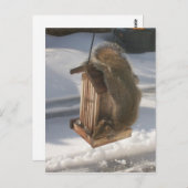 上下逆リスの葉書 ポストカード (正面/裏面)