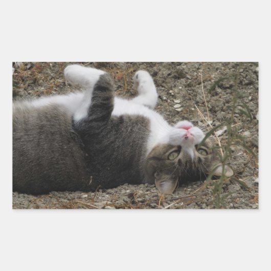 上下逆子猫四角形シール 長方形シール (正面)