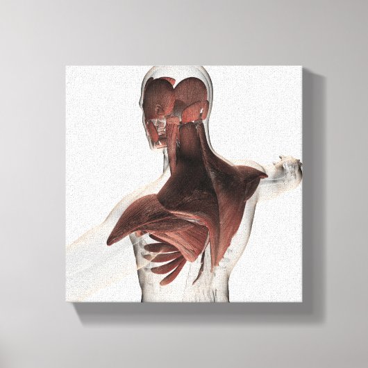 上半身の男性筋肉の体1 キャンバスプリント (正面)