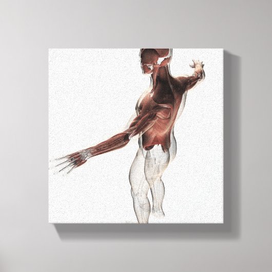 上半身の男性筋肉の体2 キャンバスプリント (正面)