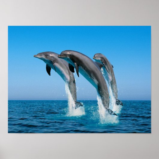 上向きにイルカを現す ポスター (正面)