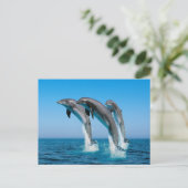 上向きにイルカを現す ポストカード (スタンド正面)