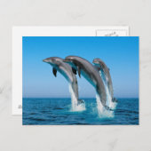 上向きにイルカを現す ポストカード (正面/裏面)