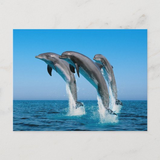 上向きにイルカを現す ポストカード (正面)