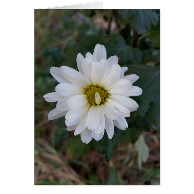 上向きの花びら (正面)