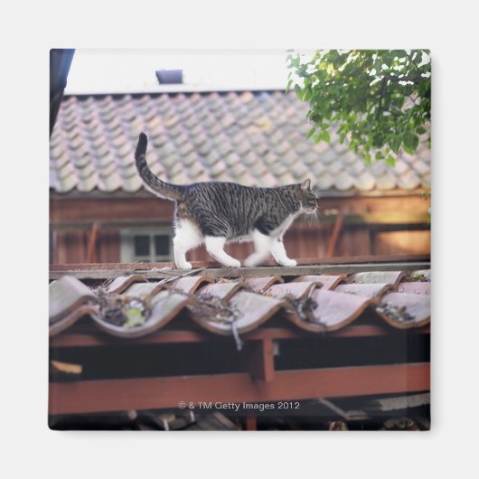 上屋の屋上の猫歩く マグネット (正面)