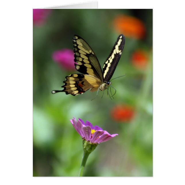 上昇する人 (正面)