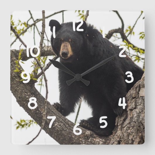 上昇のツキノワグマ スクエア壁時計 (正面)