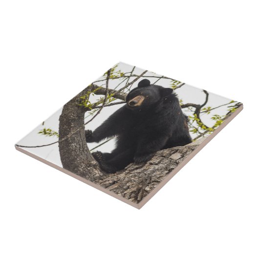 上昇のツキノワグマ タイル (側面)