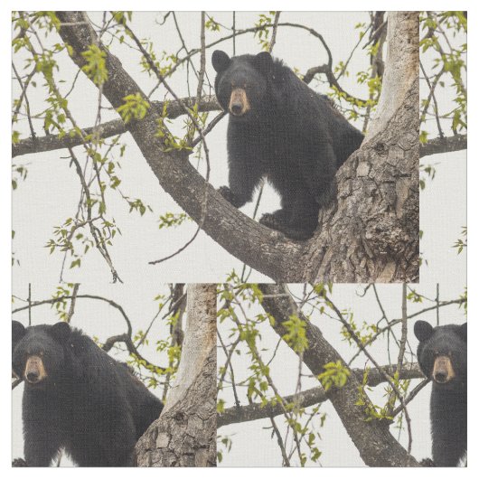 上昇のツキノワグマ ファブリック (クローズアップ)