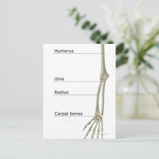 上肢の骨 ポストカード (スタンド正面)