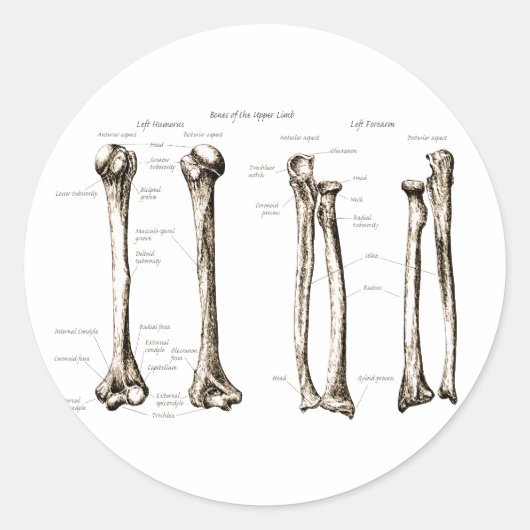 上肢セピア ラウンドシール (正面)