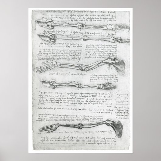 上肢、レオナルド・ダ・ヴィンチ ポスター (正面)