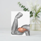 上腕二頭筋のイラスト ポストカード (スタンド正面)