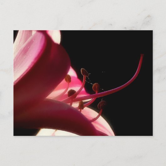 上詰めおよび個人用はがき ポストカード (正面)