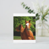 上走に ポストカード (スタンド正面)