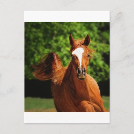 上走に ポストカード (正面)