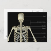 上部体の骨 ポストカード (正面/裏面)