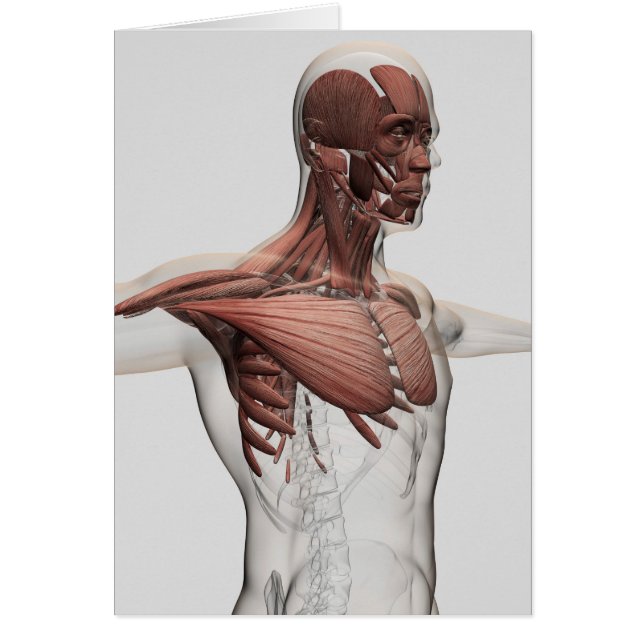 上部体前筋構造 (正面)