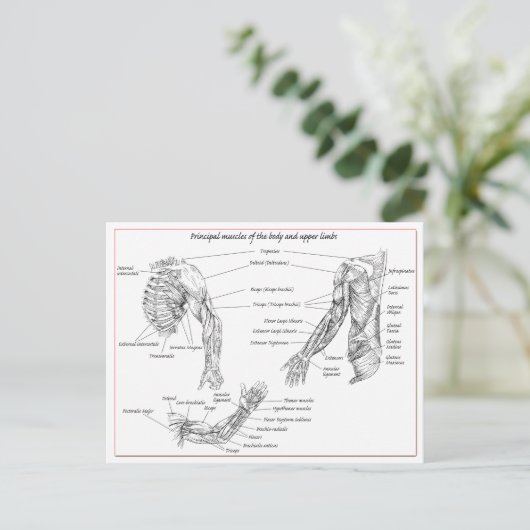 上部体 ポストカード (スタンド正面)