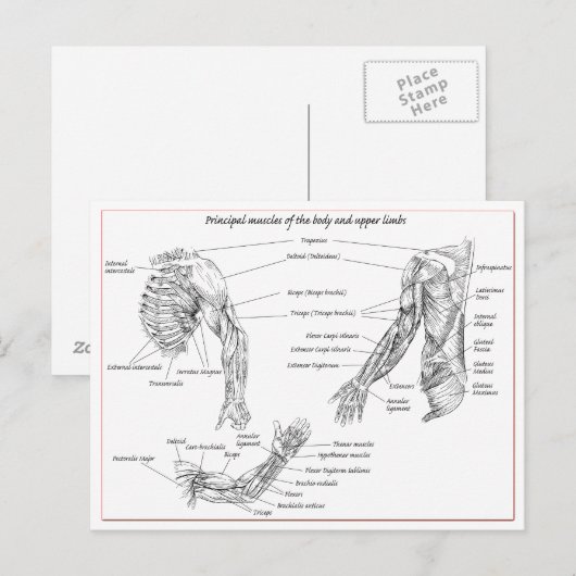 上部体 ポストカード (正面/裏面)