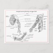 上部体 ポストカード (正面)