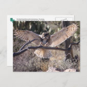 上陸素晴らし角フクロウ ポストカード (正面/裏面)