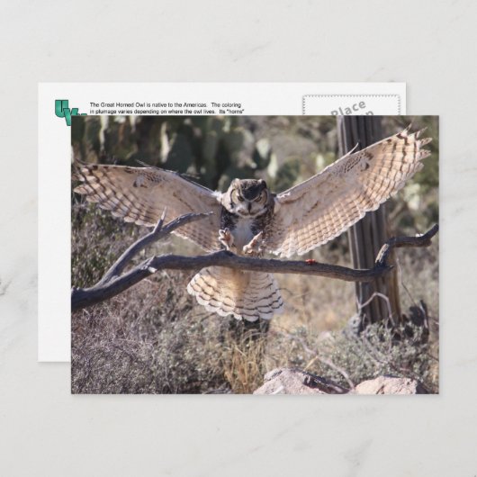 上陸素晴らし角フクロウ ポストカード (正面/裏面)