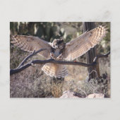 上陸素晴らし角フクロウ ポストカード (正面)