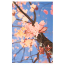 上、上、木々の中