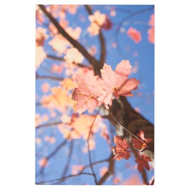 上、上、木々の中 メタルプリント (正面)