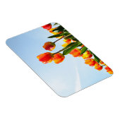 下からオレンジと赤のチューリップ マグネット (右側)