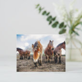 下から荷車を引く来るベルギーの馬 ポストカード (スタンド正面)