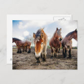 下から荷車を引く来るベルギーの馬 ポストカード (正面/裏面)