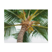 下から見たパームツリー