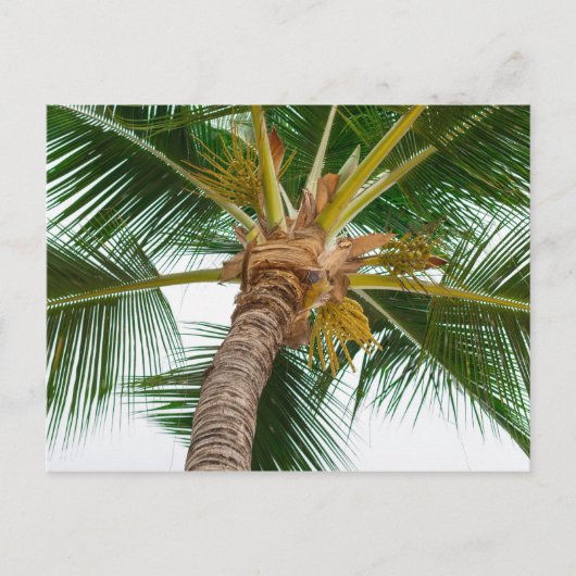 下から見たパームツリー ポストカード (正面)