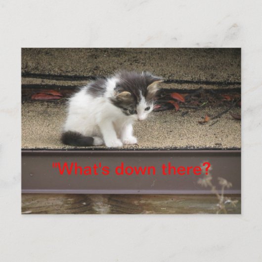 「下には何があるんだ?」 不思議な子猫 ポストカード (正面)