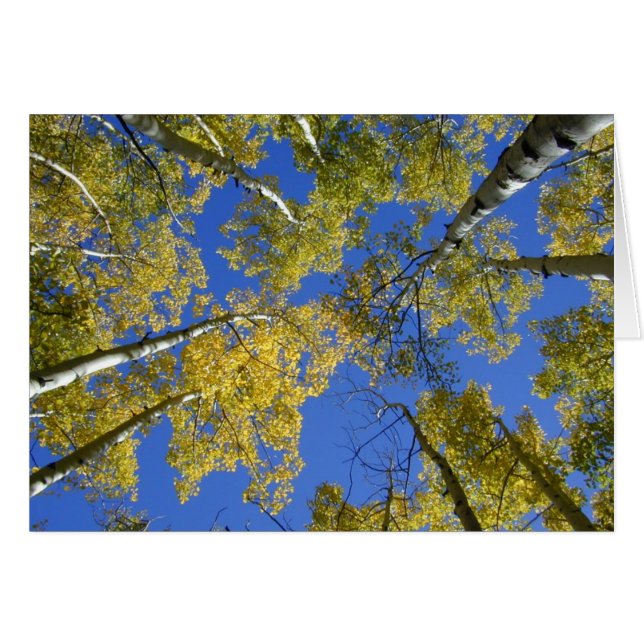 下のカードからの《植物》アスペン (正面横)