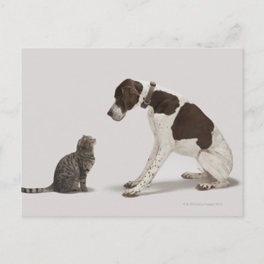 下を見つめるポインターと猫 ポストカード (正面)