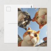 下を覗く好奇心旺盛な猫たち ポストカード (正面/裏面)