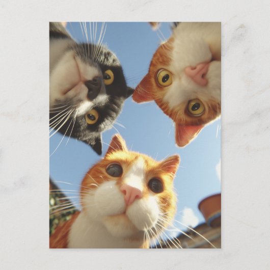 下を覗く好奇心旺盛な猫たち ポストカード (正面)