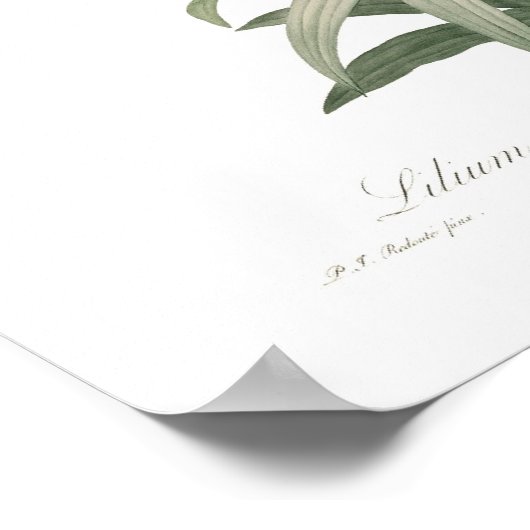 下唇小腸 ポスター (角)