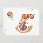 下垂体解剖学 ポストカード (正面/裏面)