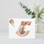 下垂体解剖学 ポストカード (スタンド正面)