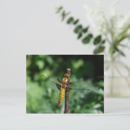 下小唇症 ポストカード (スタンド正面)