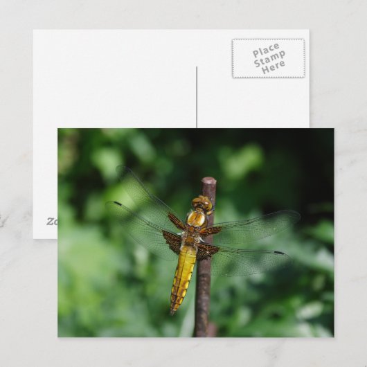 下小唇症 ポストカード (正面/裏面)