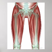 下肢の筋骨格 ポスター (正面)