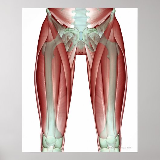 下肢の筋骨格 ポスター (正面)