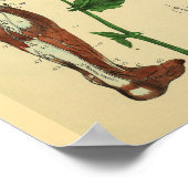 下肢神経筋医療解剖学アートプリント ポスター (角)