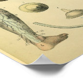 下肢神経解剖学ヴィンテージ医療美術プリント ポスター (角)